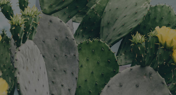 Everything About Prickly Pear